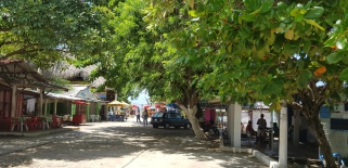 Bäume