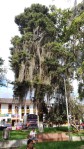 Baum