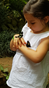 Schmetterlinge auf dem Arm