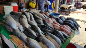 frische Fische