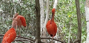 Flamingo