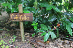 Beet mit einem Kaffestrauch