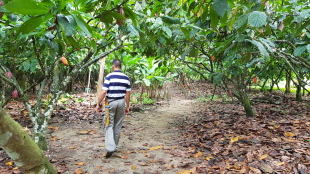 Kakaobäume