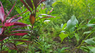 tropische Pflanzen
