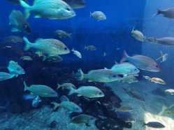 Fischschwarm