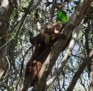 Affe