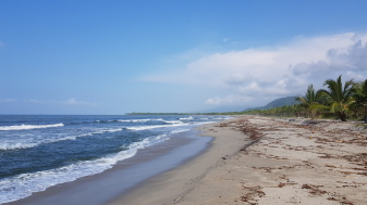 Strand und Palmen