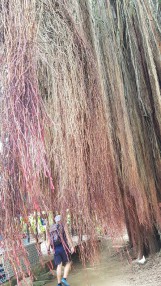 welcher Baum ist das