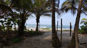 Strand mit Palmen