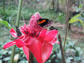 Schmetterling auf Blüte