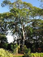 Baum