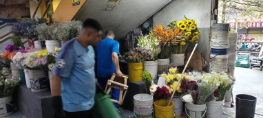 Schnittblumen zum Verkaug