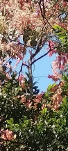 Blühender Baum