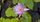 Seerose