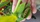Raupe