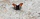 Schmetterling