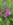 Orchide