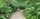 Waldweg
