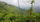 Regenwald
