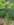 Orchidee